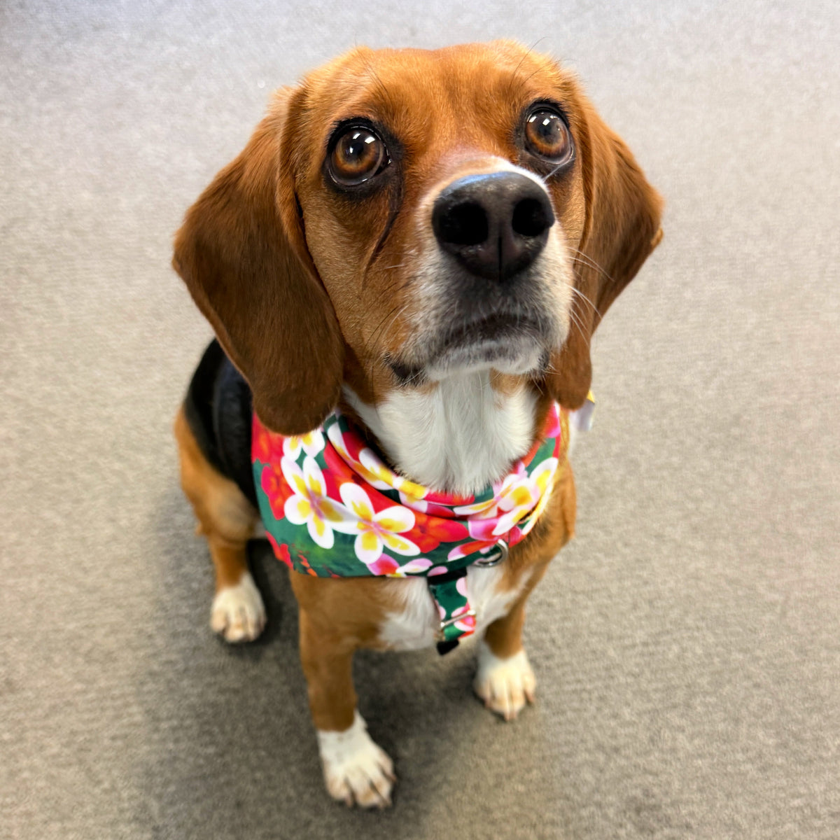 Aloha Dog Bandana