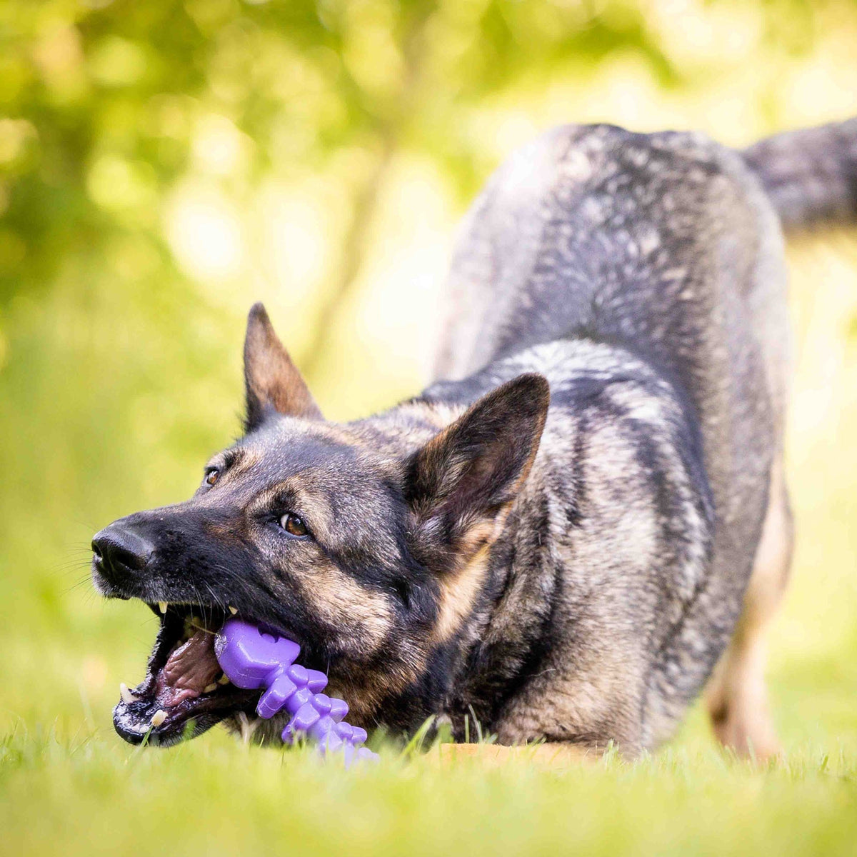 Fish Bone Nylon Chew Toy
