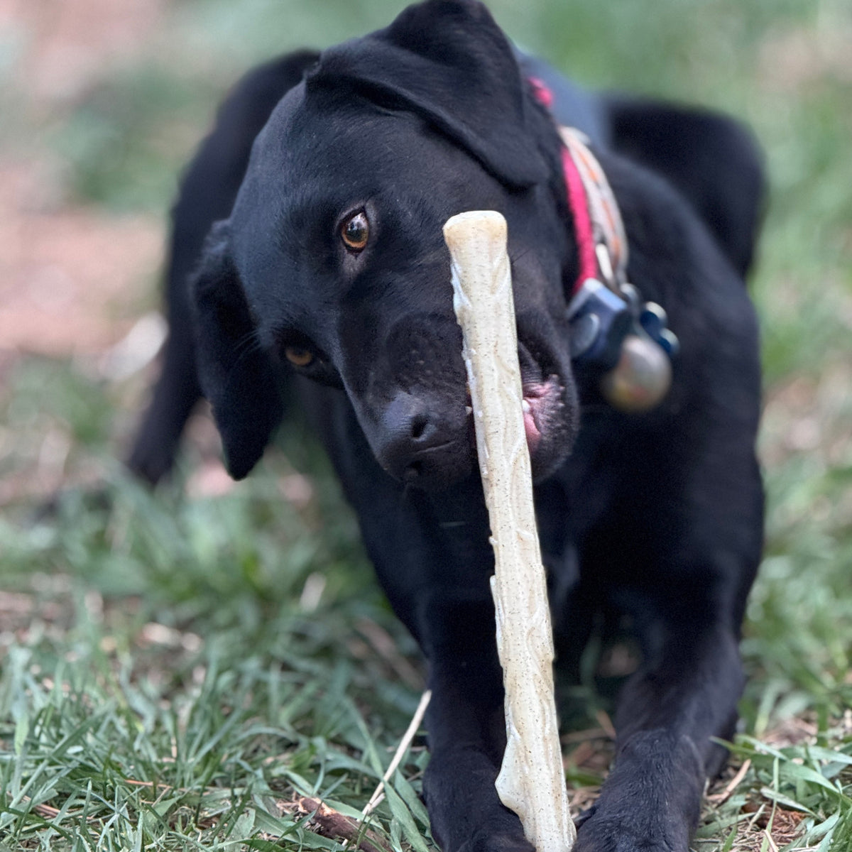 Durable Nylon Chew Stick