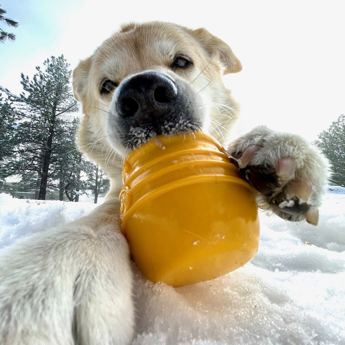 Honey Pot eCup Treat Dispenser