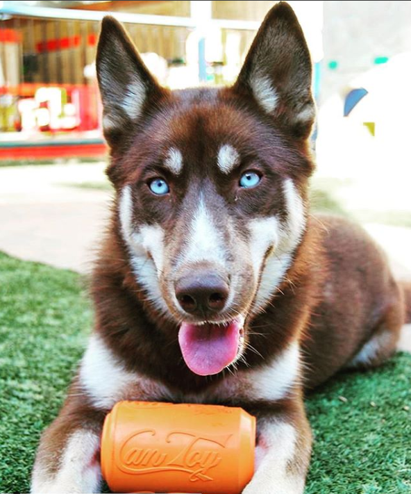 Can Toy Rubber Chew Toy & Treat Dispenser