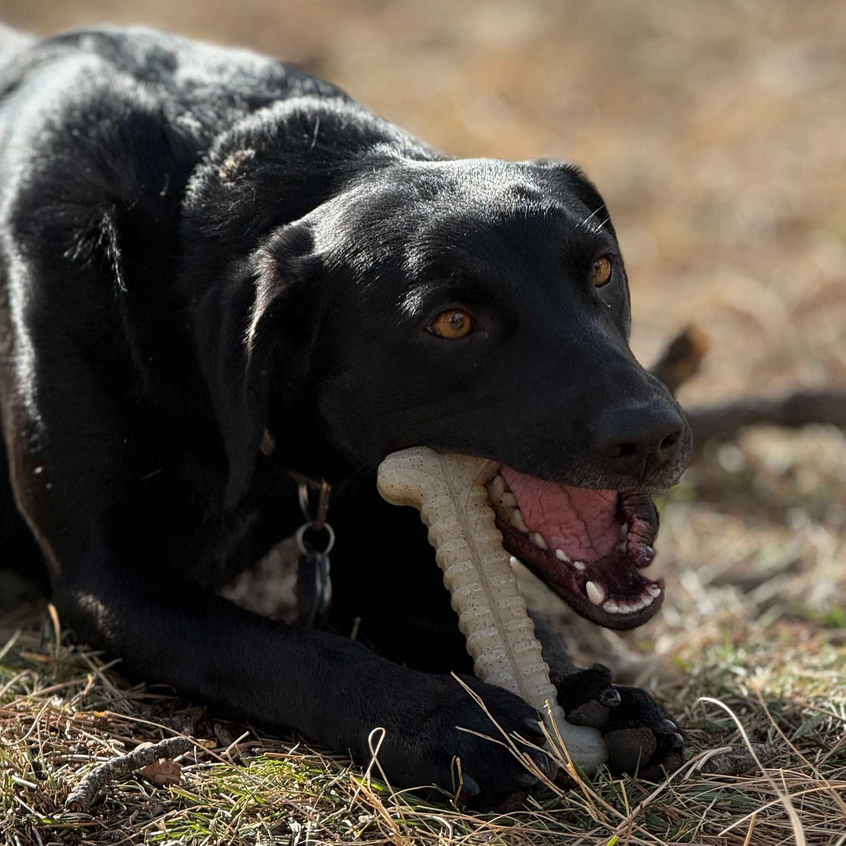 Tough Bone Nylon Chew Bone