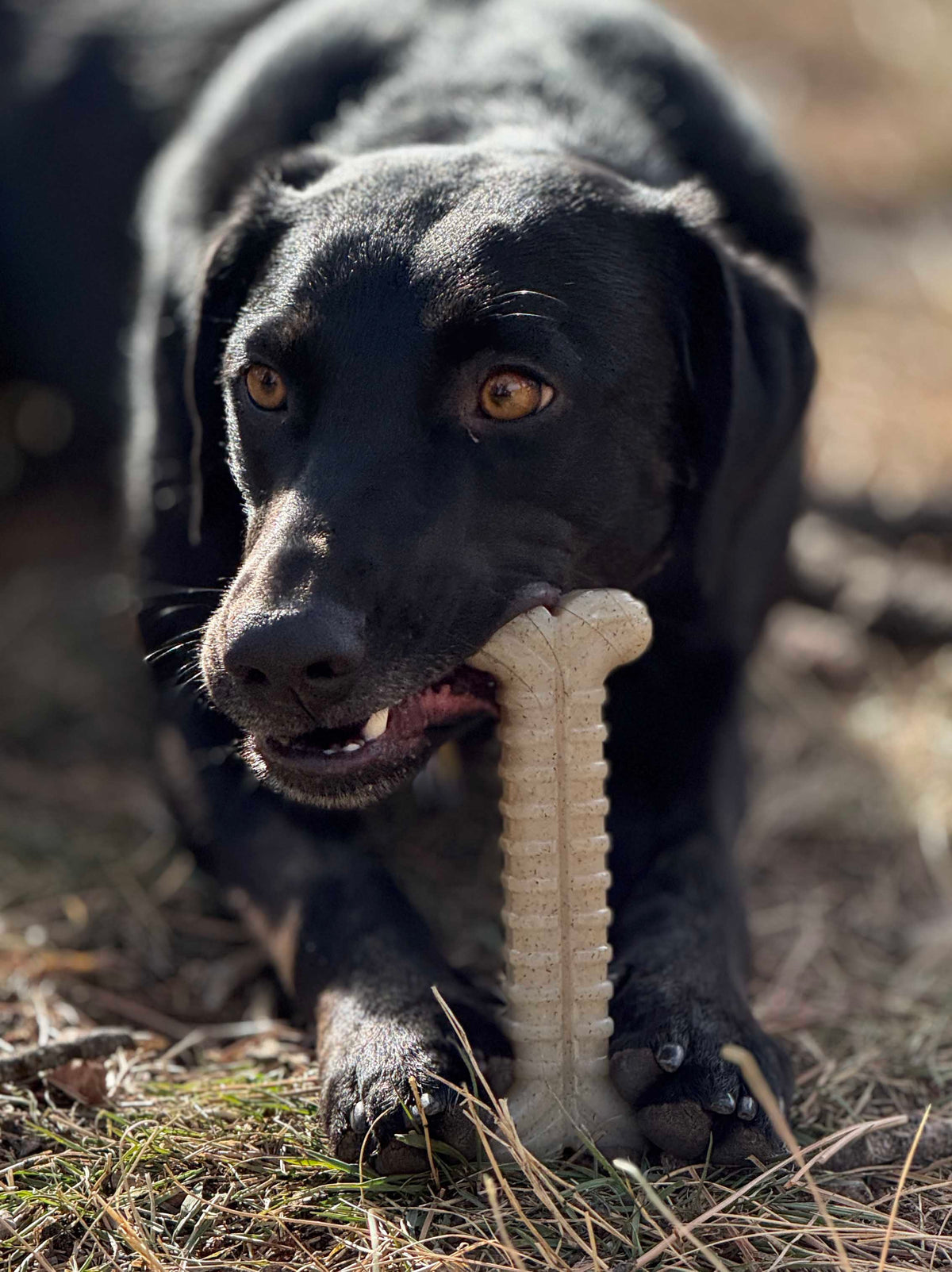Tough Bone Nylon Chew Bone