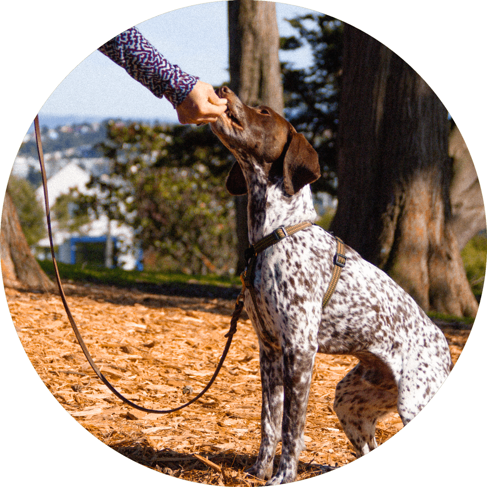 Valencia No-Pull Dog Harness