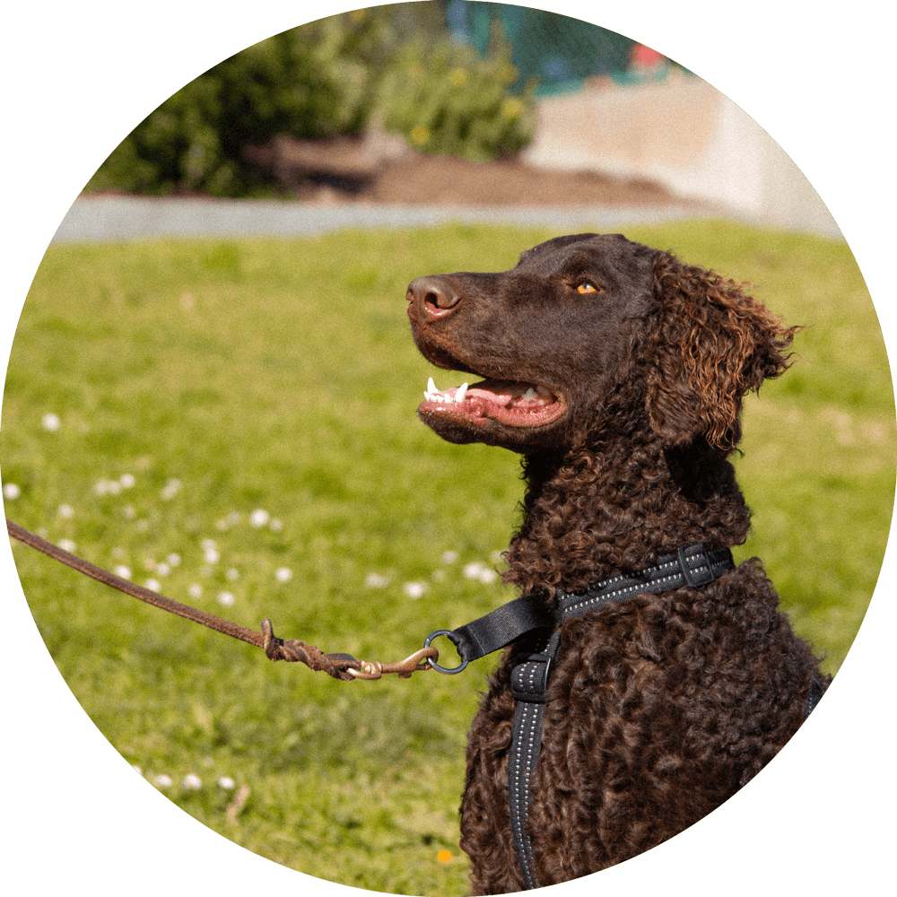Valencia No-Pull Dog Harness