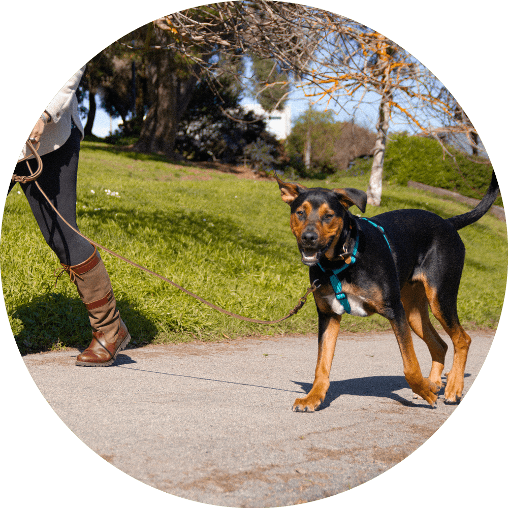 Valencia No-Pull Dog Harness