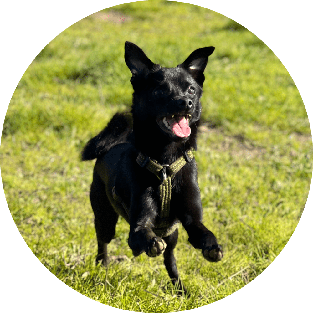 Valencia No-Pull Dog Harness