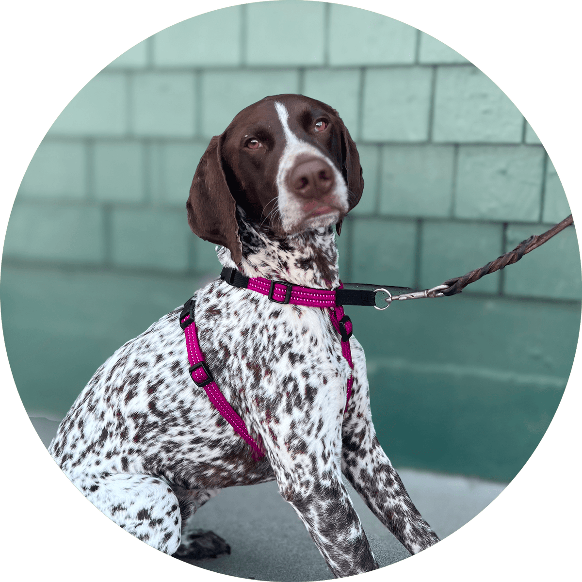 Valencia No-Pull Dog Harness