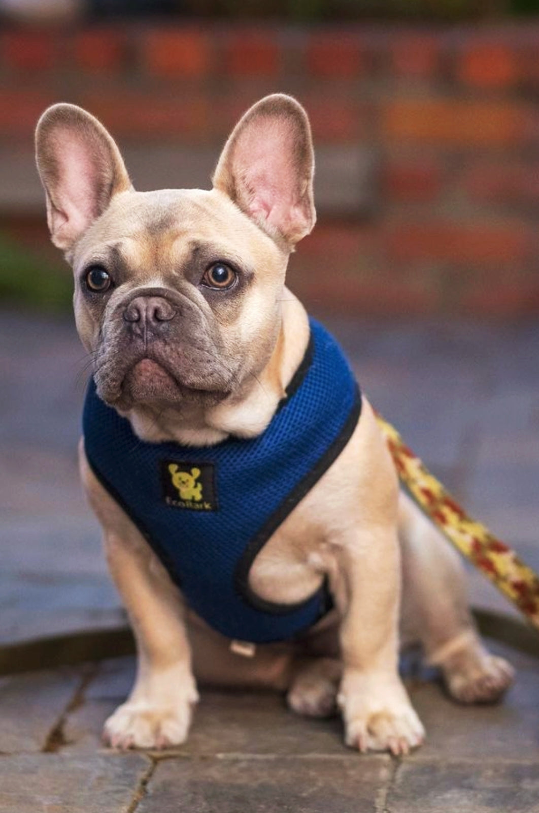 Over-the-Head Dog Harness, Vest Halter, Navy