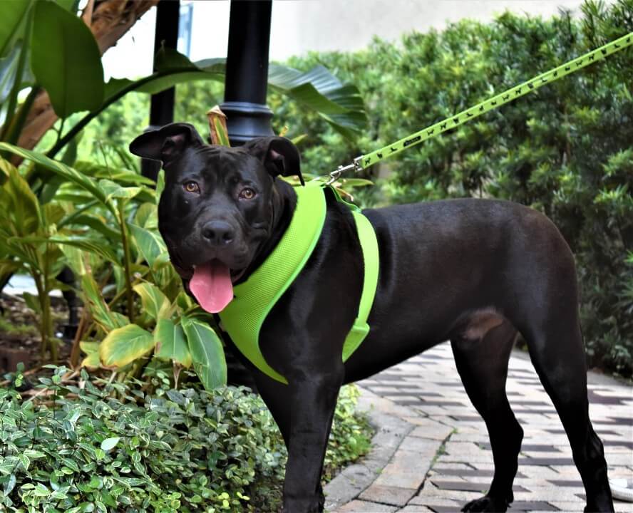 Green Comfort Grip Dog Leash, 4 to 6 ft
