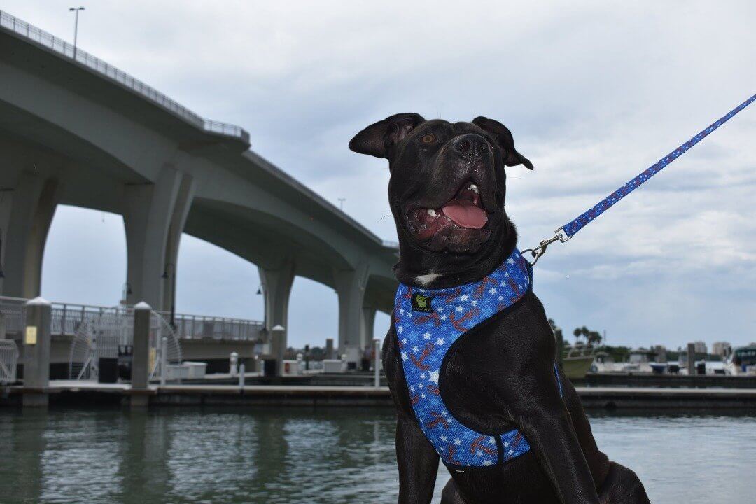Nautical Comfort Grip Dog Leash, 4 to 6 ft