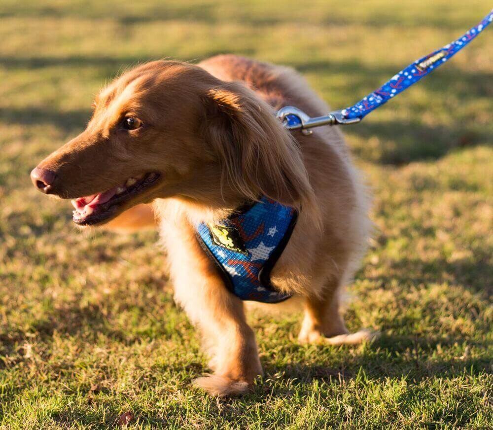 Nautical Comfort Grip Dog Leash, 4 to 6 ft