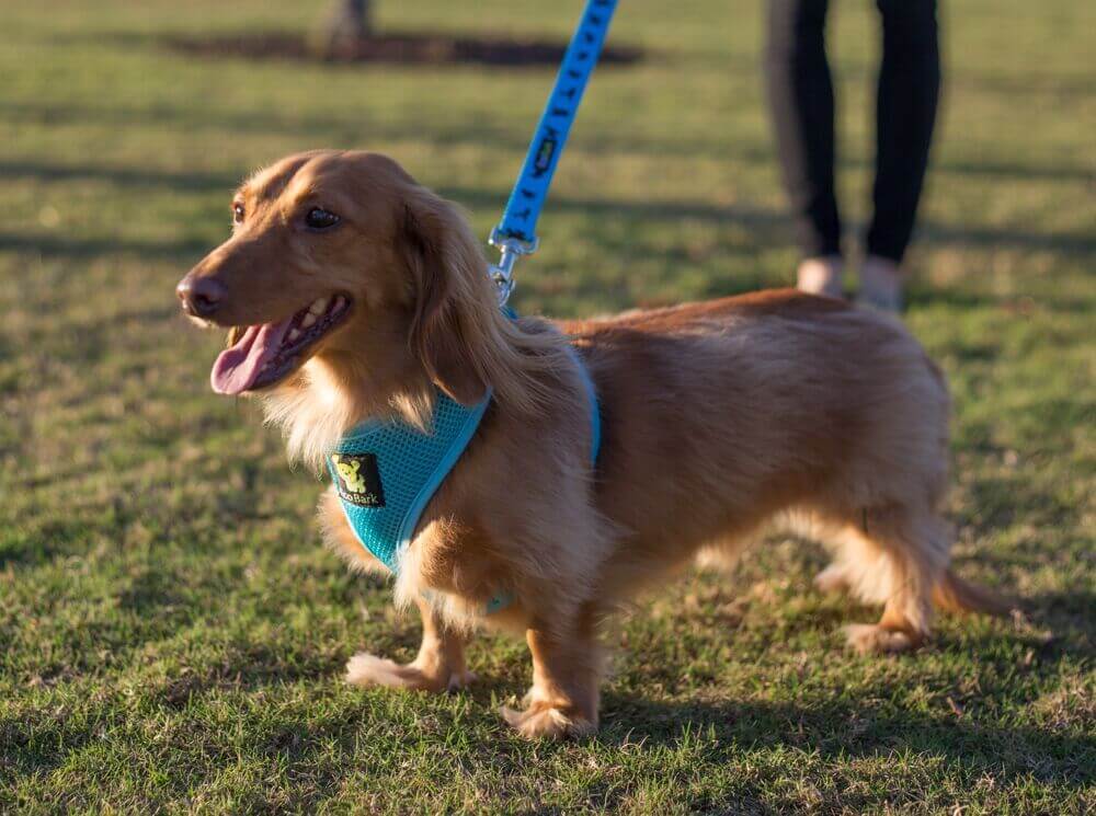 Sky Blue Comfort Grip Dog Leash, 4 to 6 ft