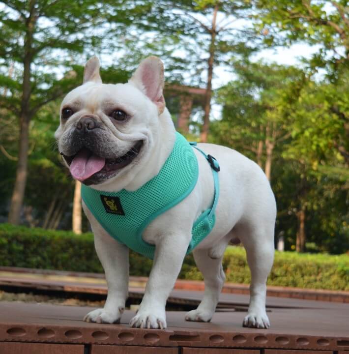 Over-the-Head Dog Harness, Vest Halter, Mint Turquoise