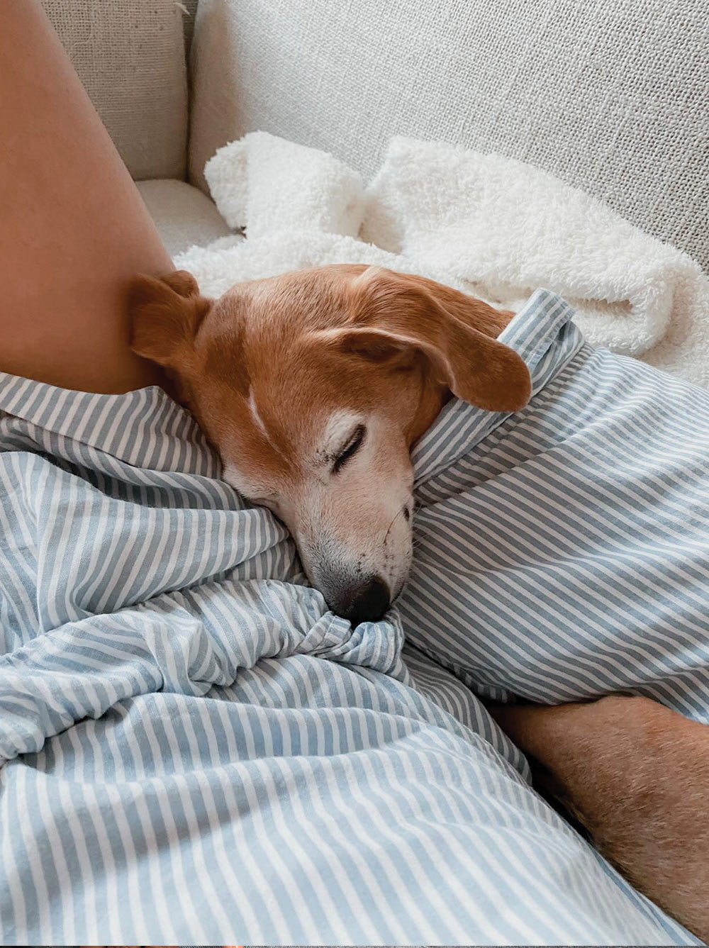 Dog and owner in matching Hamptons striped shirts, Good Thomas, sold through Sniff and Shift