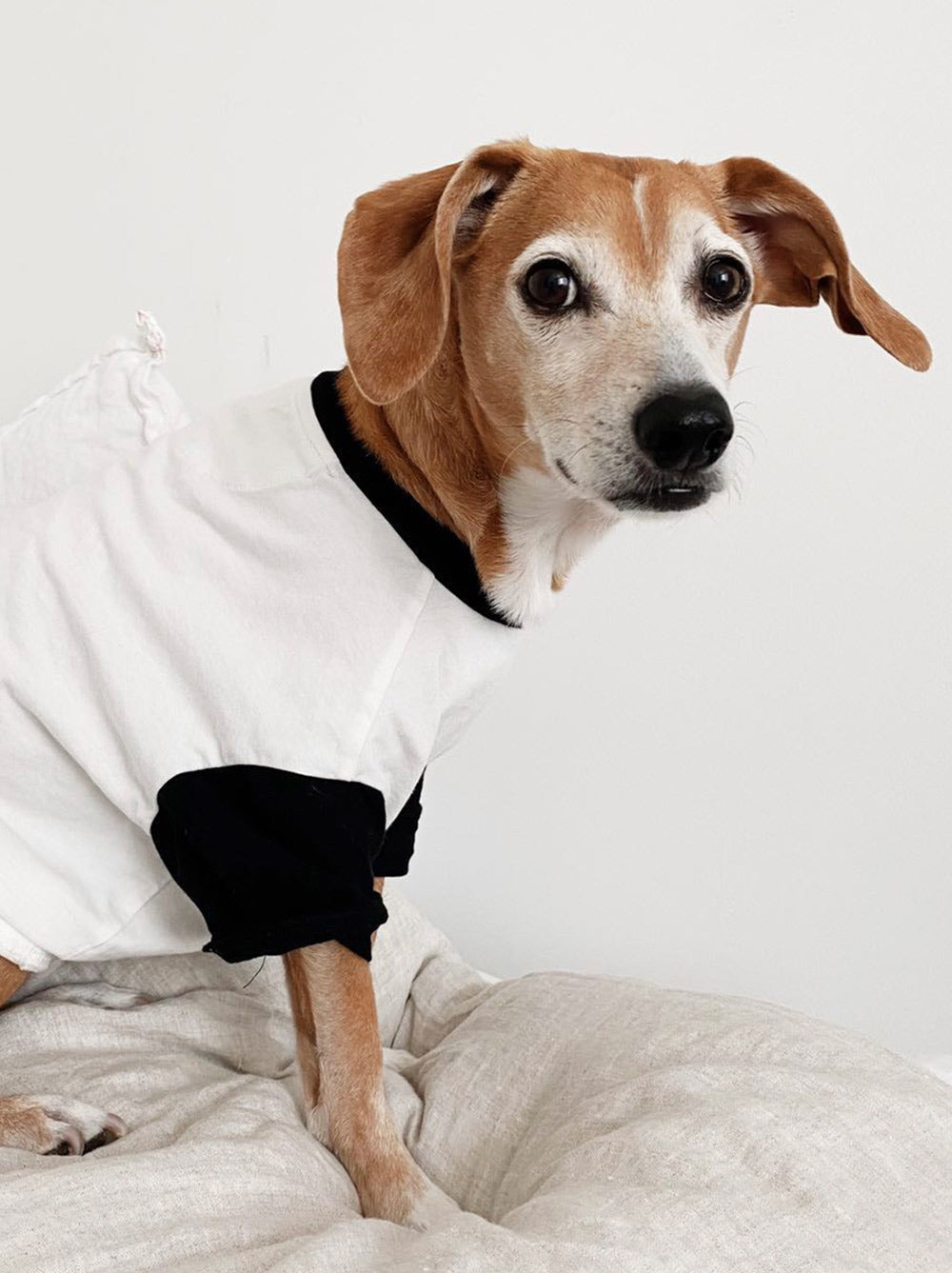 Dog wearing the Classique Baseball Tee in soft cotton, Good Thomas, sold through Sniff and Shift