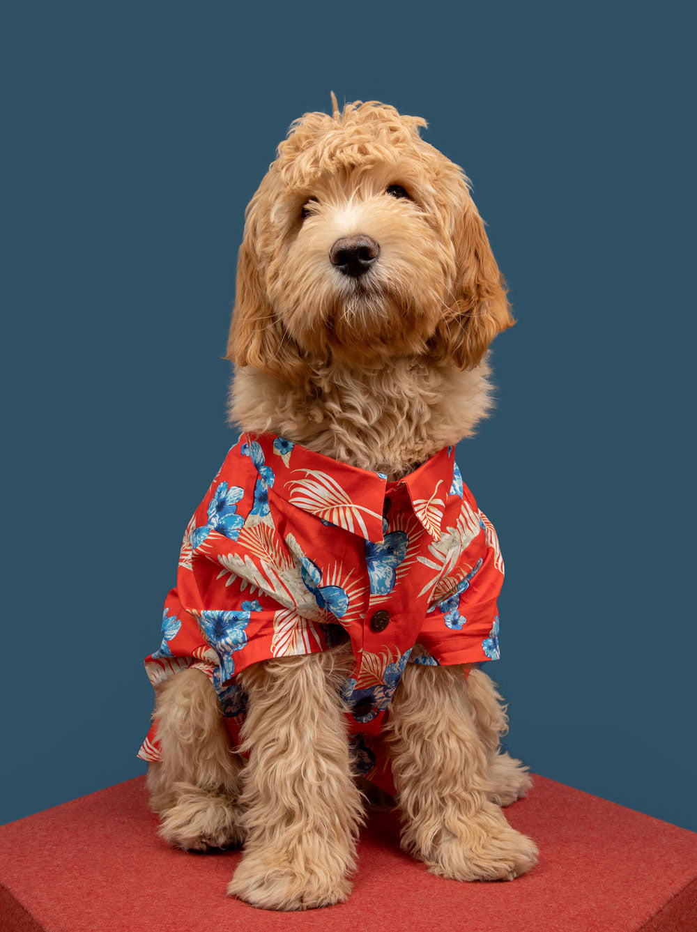 Vintage Vacay BBQ Shirt, Dog and Human Sizes