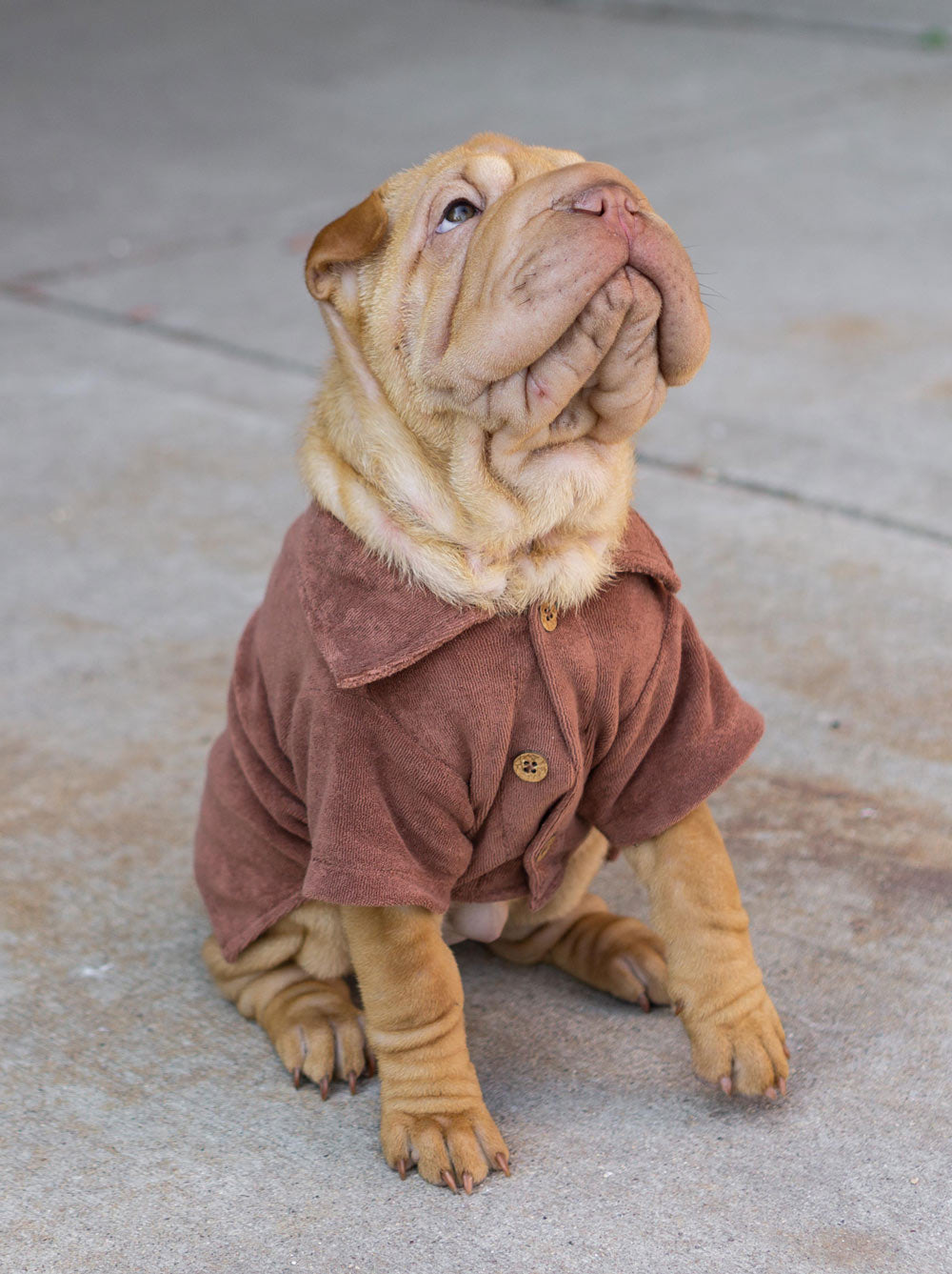 Terry Polo, Cocoa