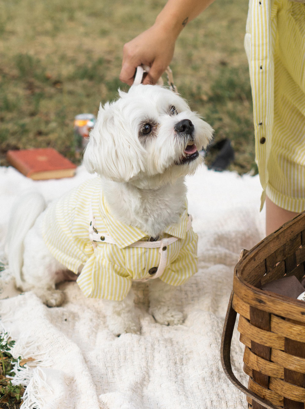 Nantucket Set, Dog and Adult Sizes