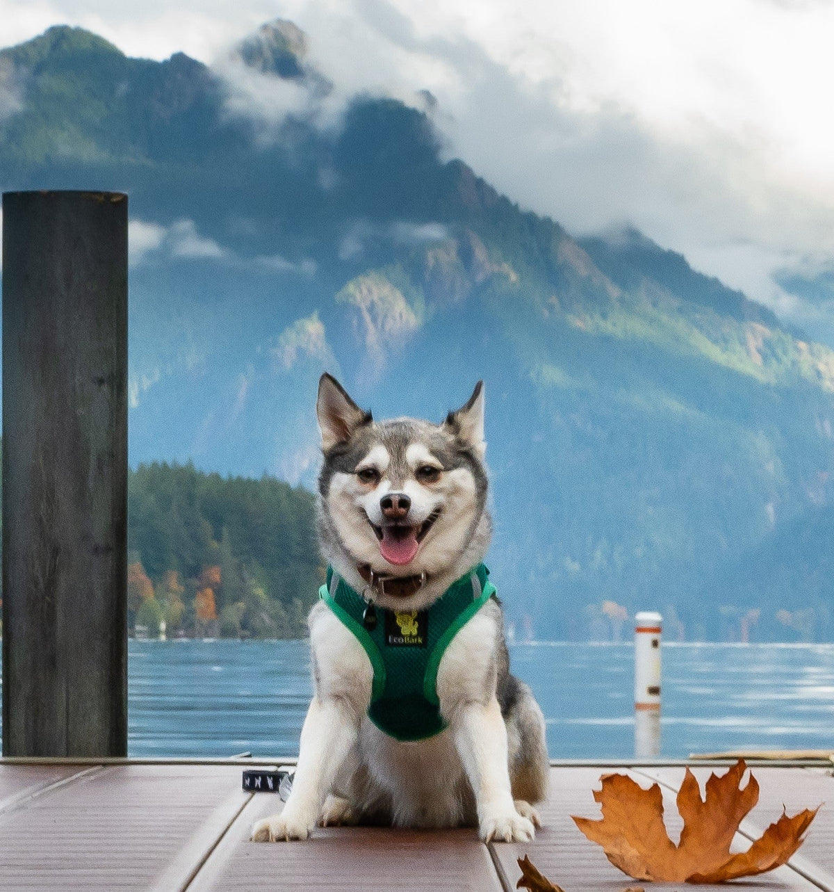 Step-In Dog Harness, Reflective Mesh, Forest Green