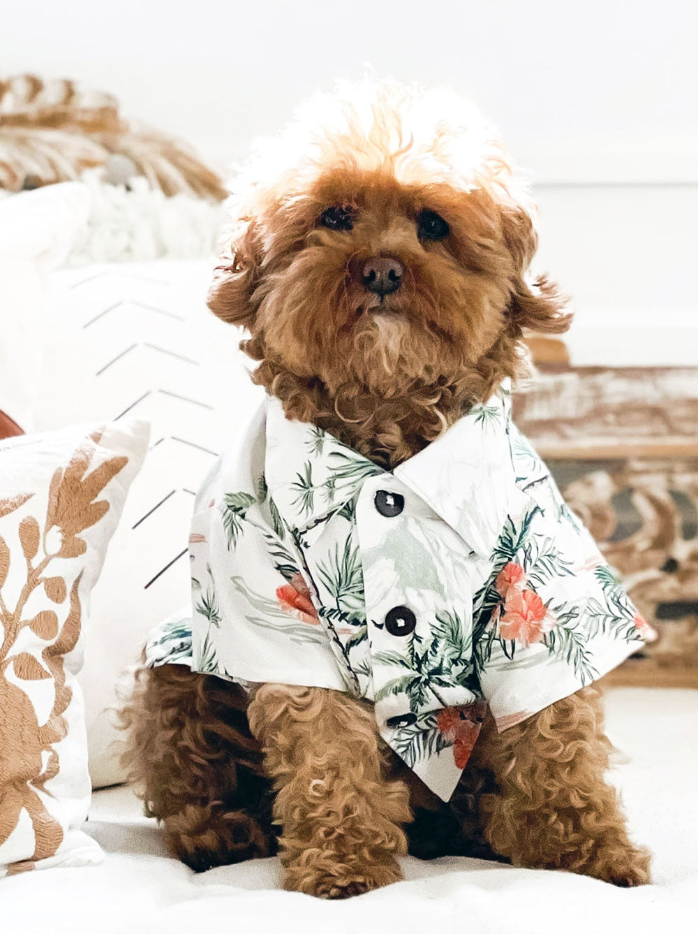 Sail Away BBQ Shirt, Dog and Kid Sizes