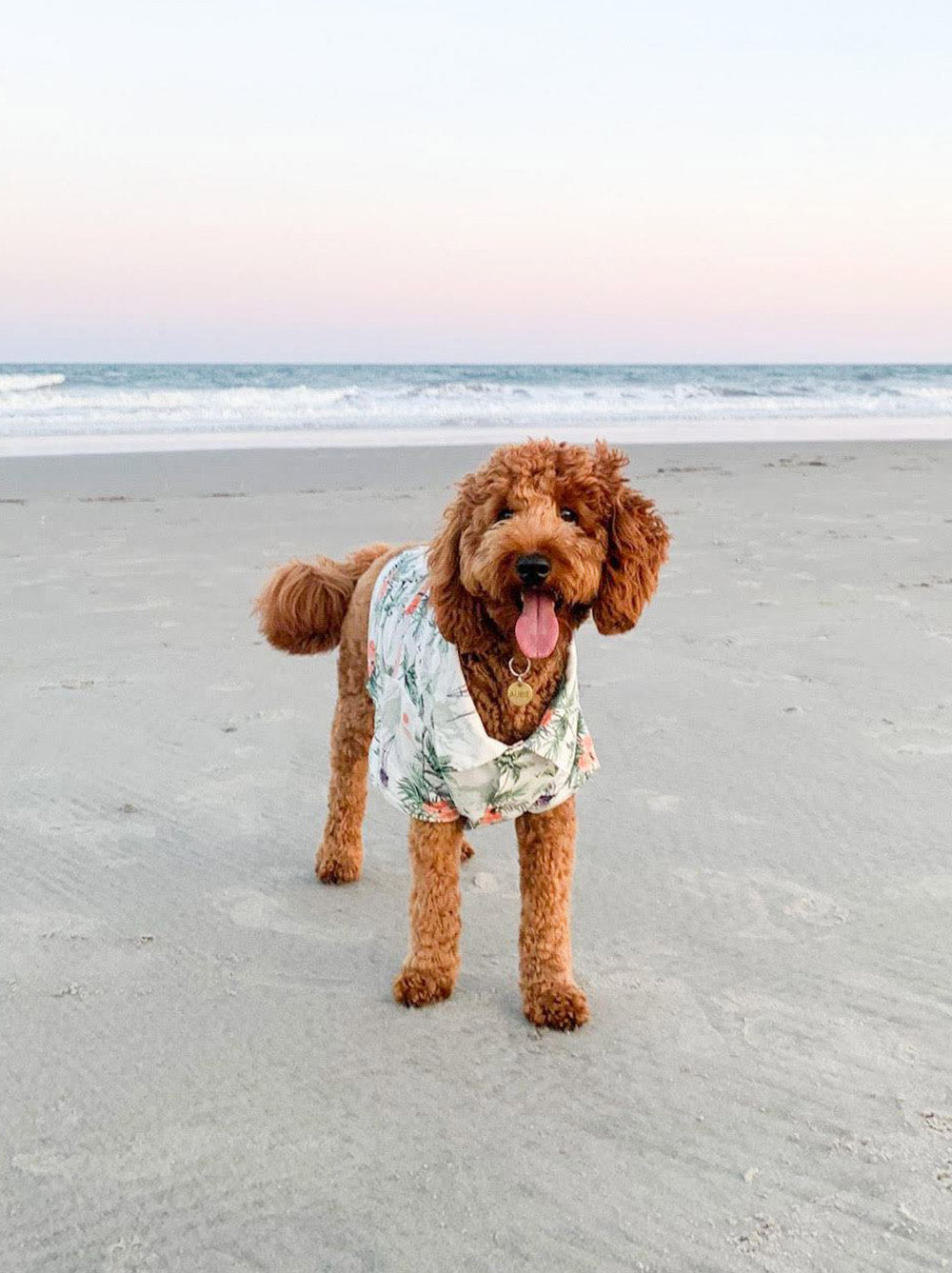 Sail Away BBQ Shirt, Dog and Kid Sizes