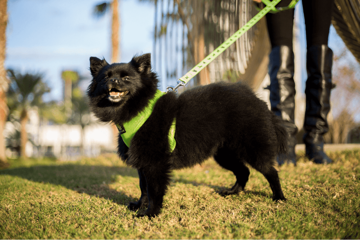 Green Comfort Grip Dog Leash, 4 to 6 ft