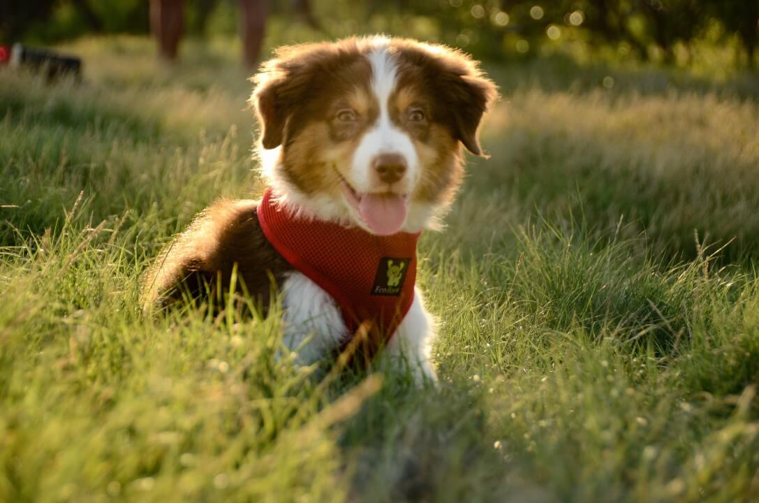 Cherry Red Over-the-Head Dog Harness, Vest Halter, XS to XX-Large