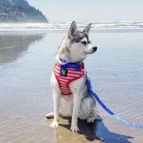 Nautical Bow Tie Dog Collar, 8 to 24 in