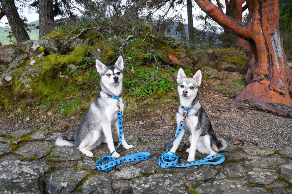 Sky Blue Comfort Grip Dog Leash, 4 to 6 ft