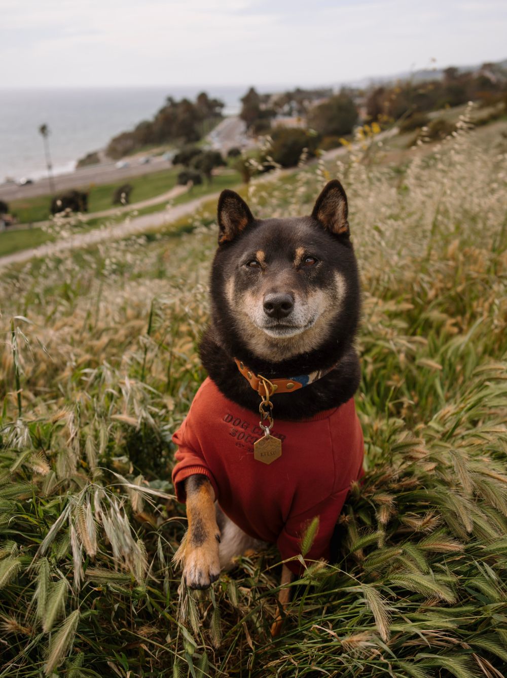 Terry Pullover, Maroon, Dog and Adult Sizes