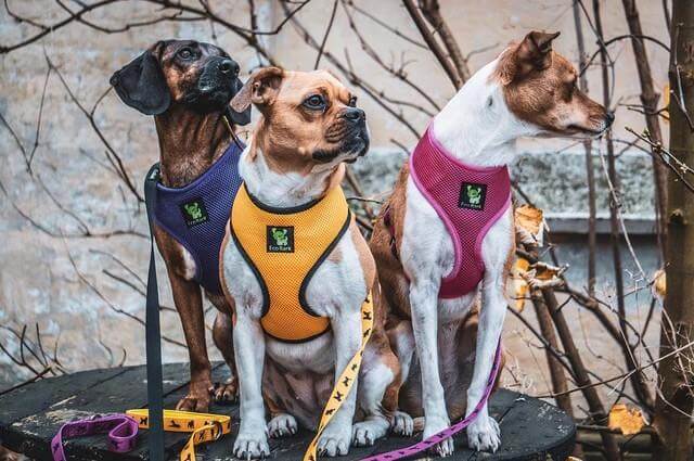 Yellow Over-the-Head Dog Harness, Vest Halter, XS to XX-Large