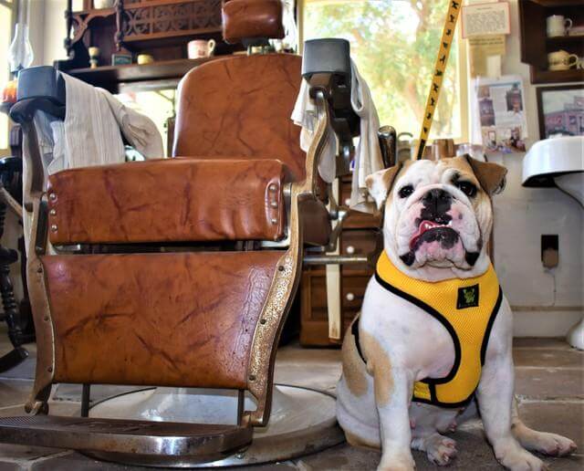 Yellow Over-the-Head Dog Harness, Vest Halter, XS to XX-Large