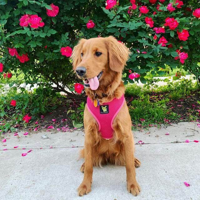 Pink Over-the-Head Dog Harness, Vest Halter, XS to XX-Large