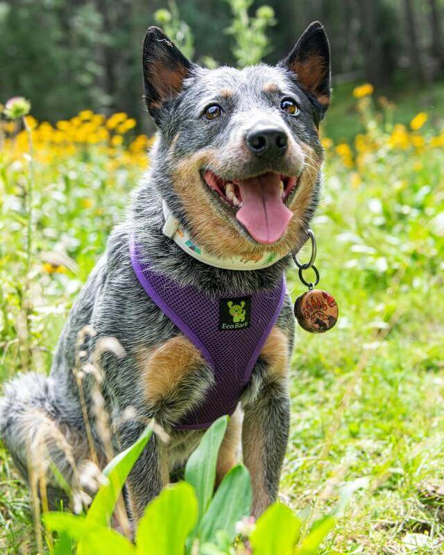 Over-the-Head Dog Harness, Vest Halter, Purple