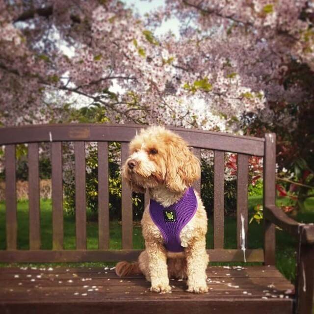 Over-the-Head Dog Harness, Vest Halter, Purple