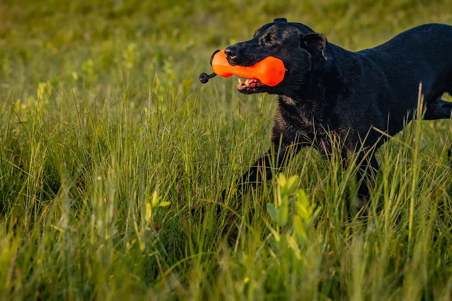 Barrows Training Bumper - Orange