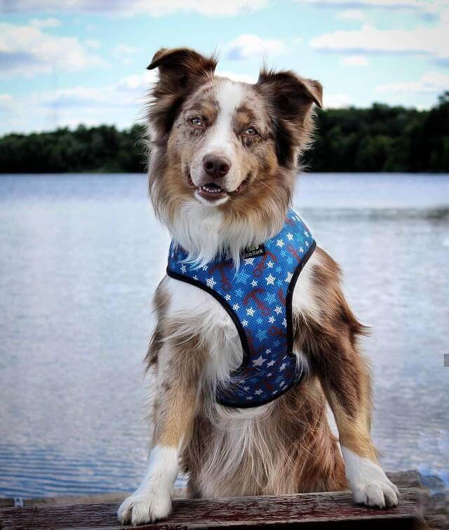 Nautical Over-the-Head Dog Harness, Vest Halter, XS to XX-Large