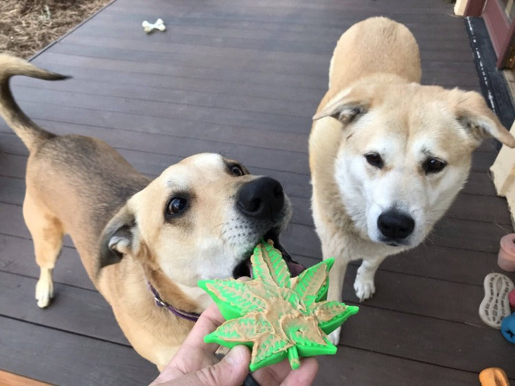 Colorado Maple Leaf Nylon Chew and Lick Toy