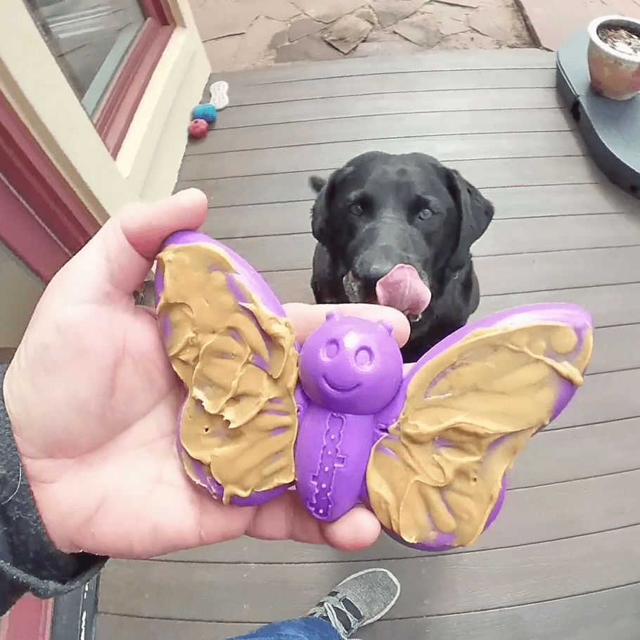Butterfly Nylon Chew and Enrichment Toy