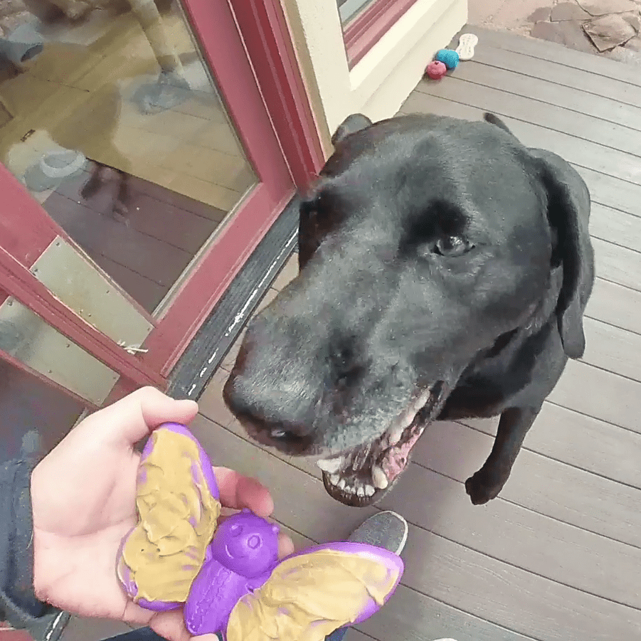 Butterfly Nylon Chew and Enrichment Toy
