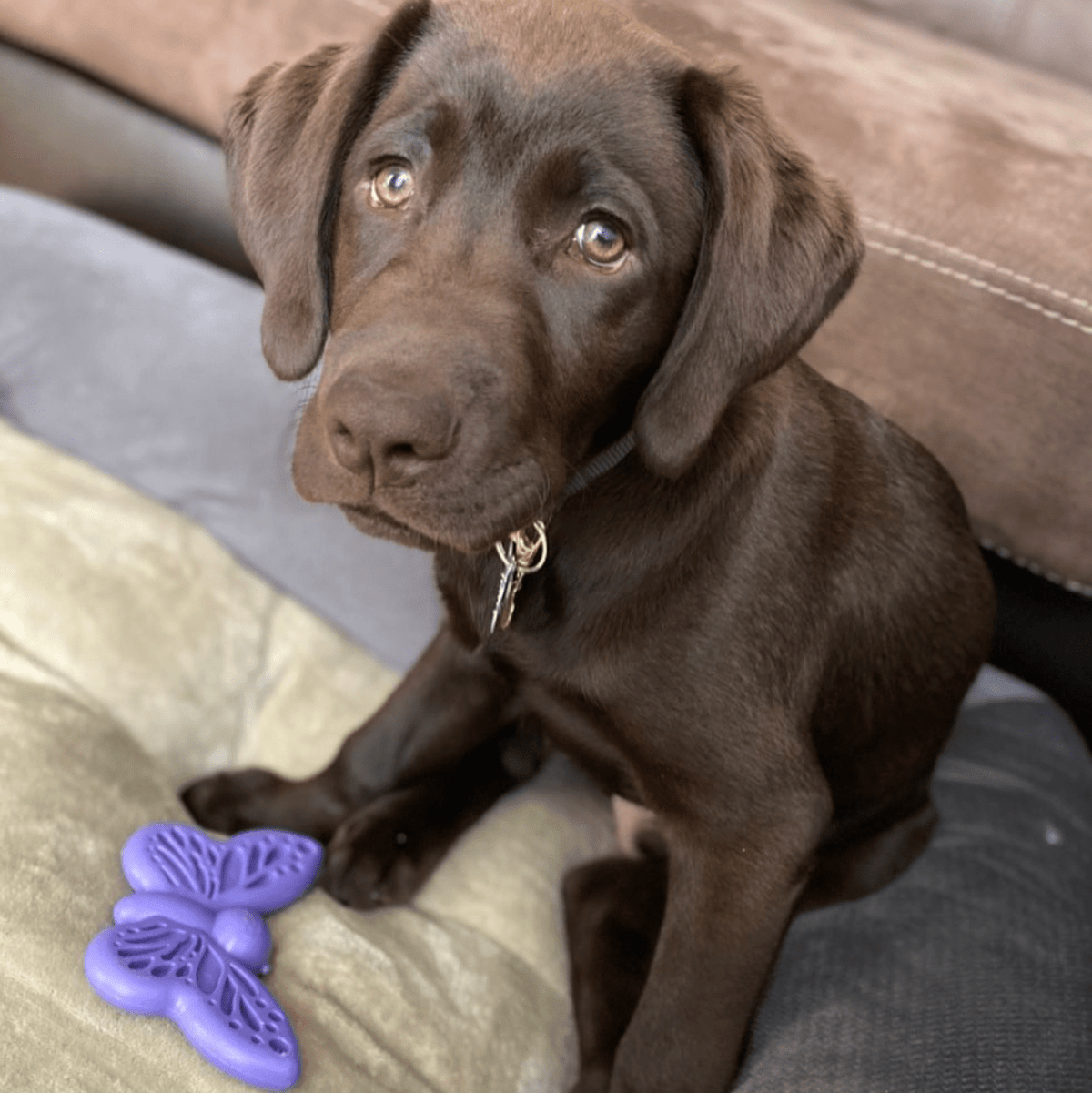 Butterfly Nylon Chew and Enrichment Toy