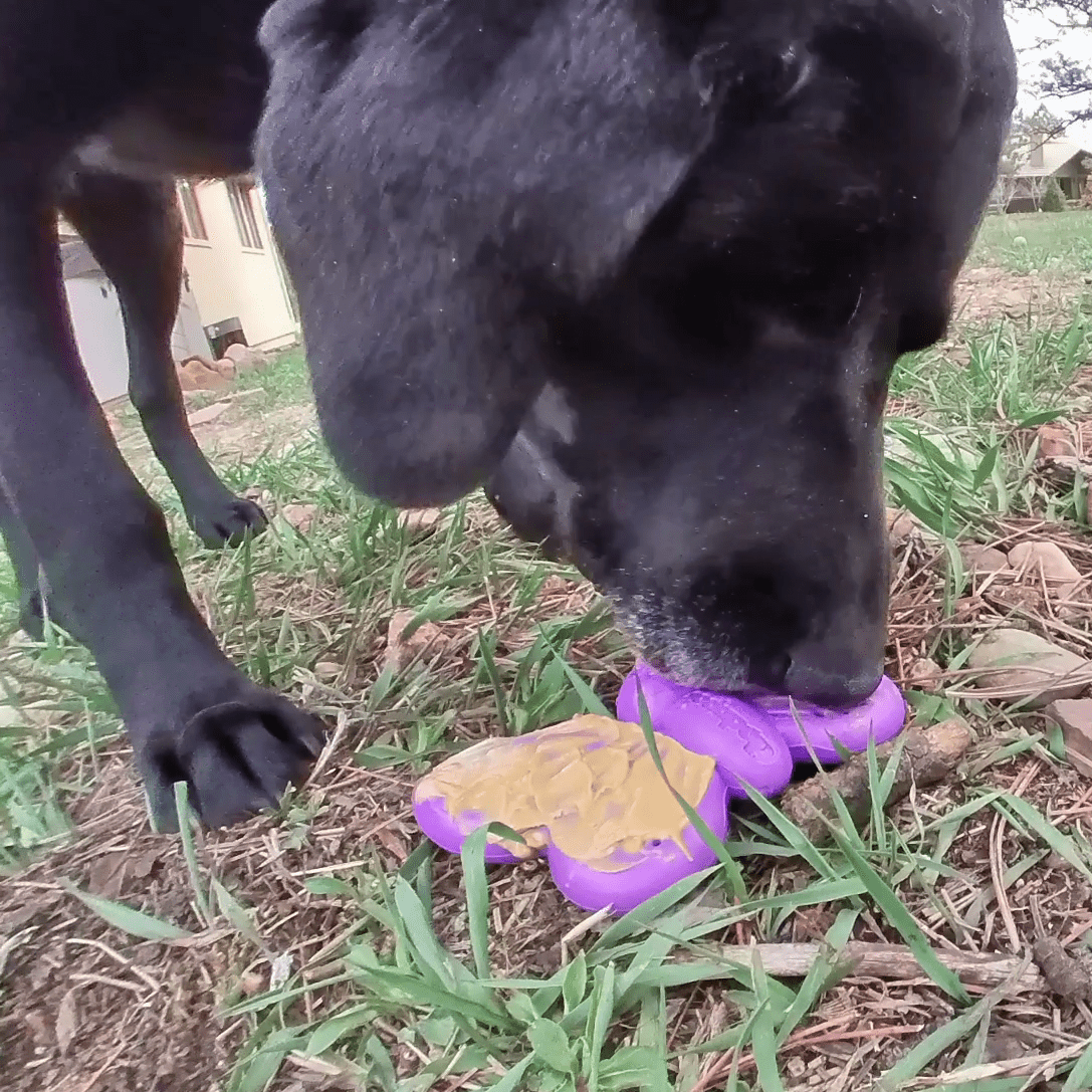 Butterfly Nylon Chew and Enrichment Toy