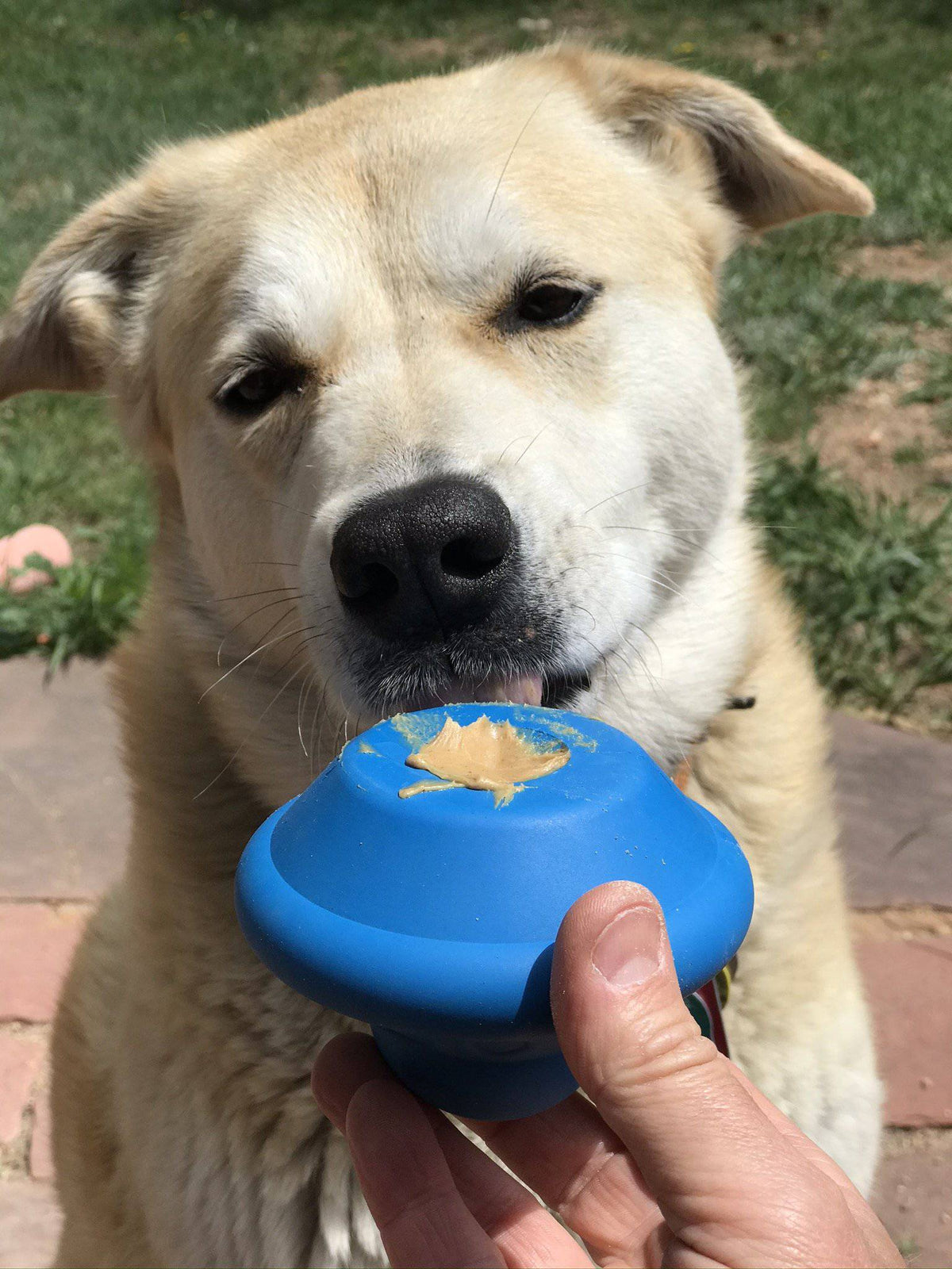Flying Saucer Rubber Chew Toy and Dispenser
