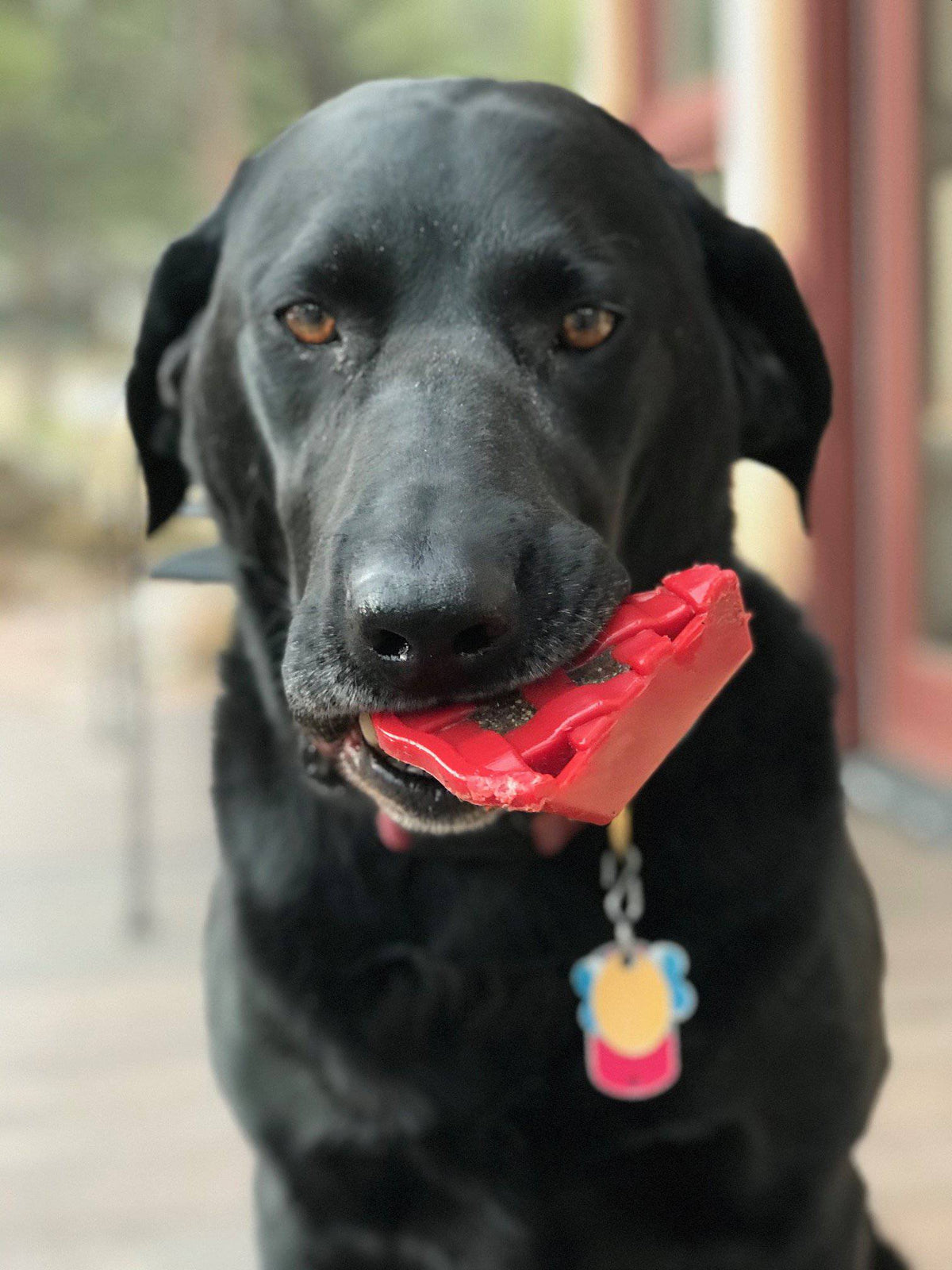 Cherry Pie Nylon Chew Toy