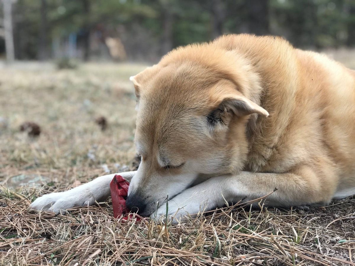 Cherry Pie Nylon Chew Toy