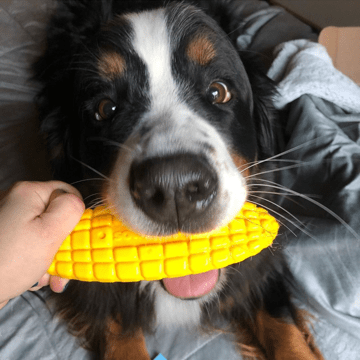 Corn on the Cob Nylon Chew Toy