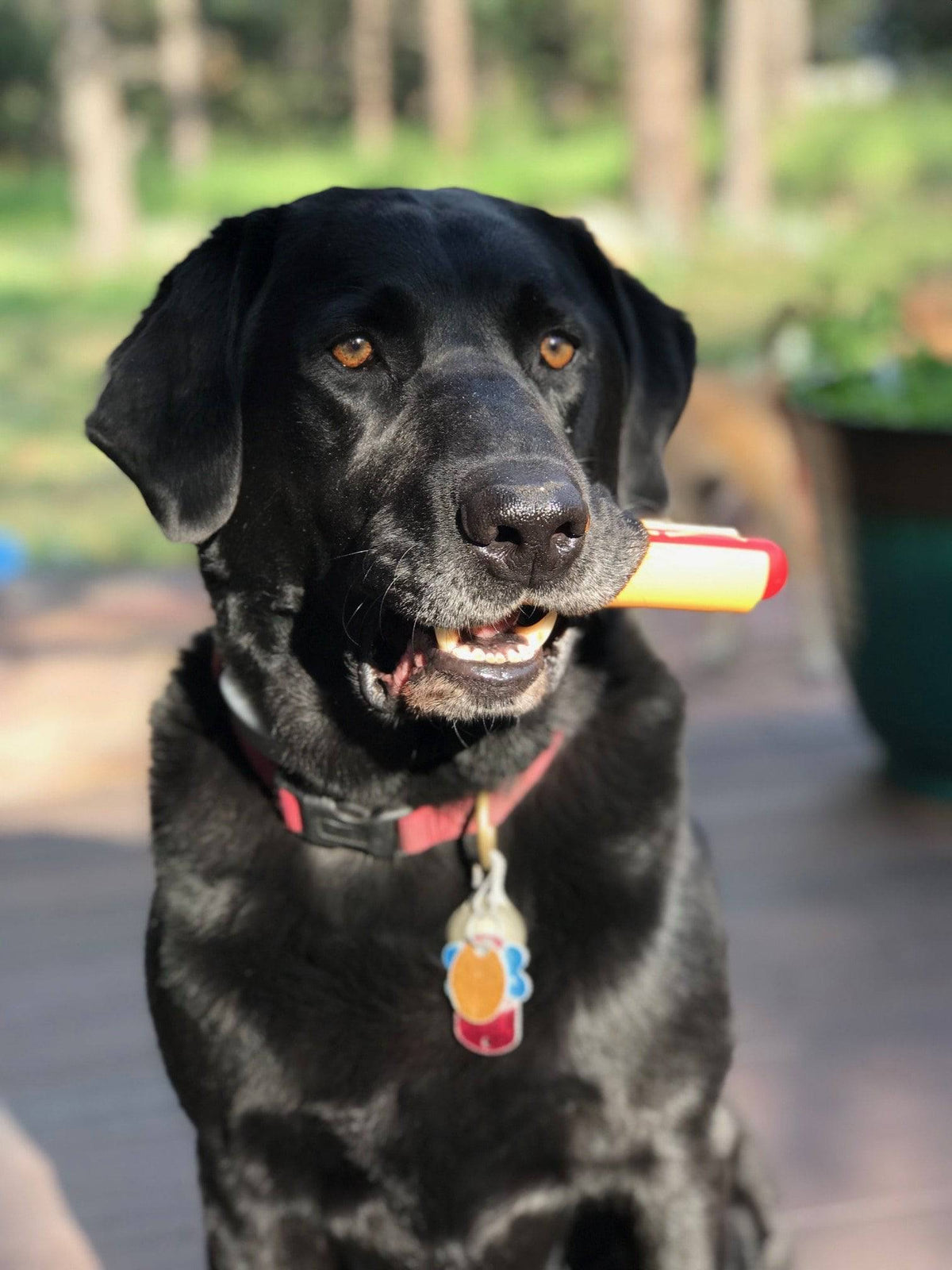 Hot Dog Nylon Chew Toy