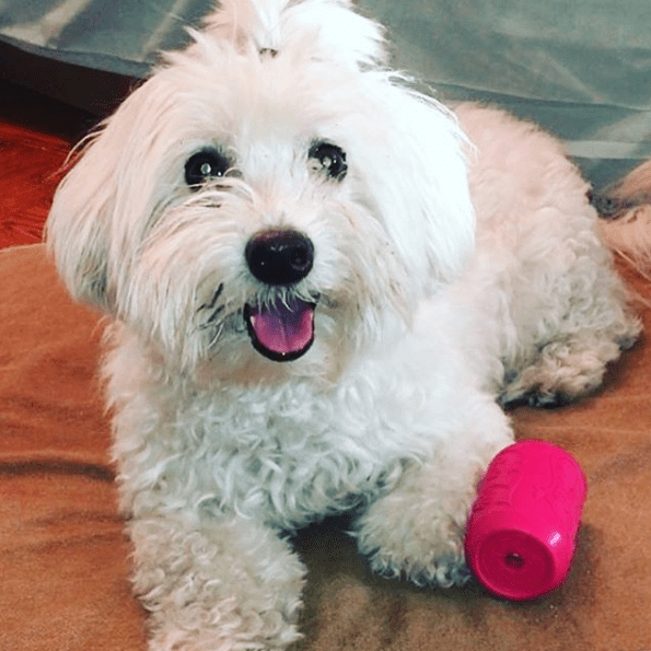 Puppy Can Toy Rubber Chew Toy Small