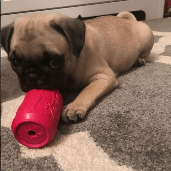 Puppy Can Toy Rubber Chew Toy Small